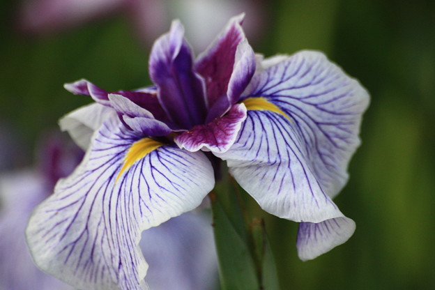 花菖蒲