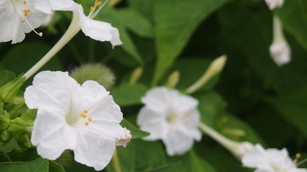真っ白な白粉花