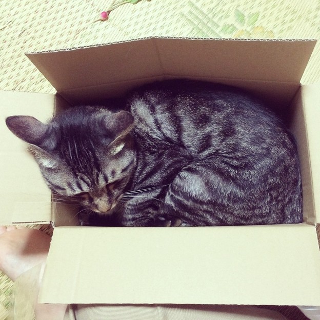 Photos: 箱が空く→猫入る→猫飽きる→箱が空く→ジャガイモ入れようとする→猫入る→3番に戻れ