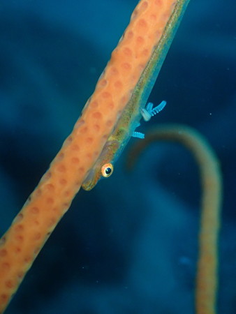 尾びれに寄生虫ww(ぎゃー)