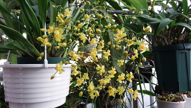 Onc,Twinkle　Yellow Days