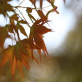 Photos: もみじ！！