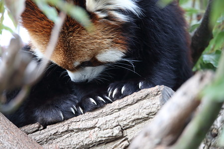 レッサーパンダ1