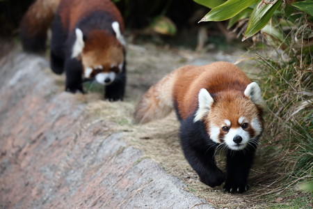 レッサーパンダ6