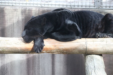 王子動物園8