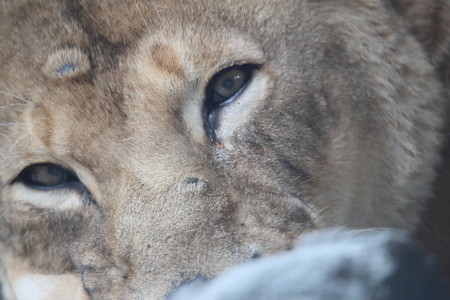 王子動物園10