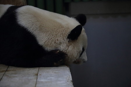 パンダ8