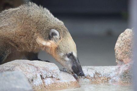 王子動物園19