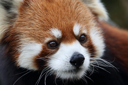 レッサーパンダ8