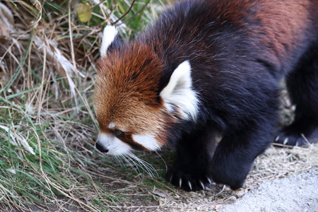 レッサーパンダ17