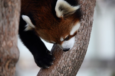 レッサーパンダ19