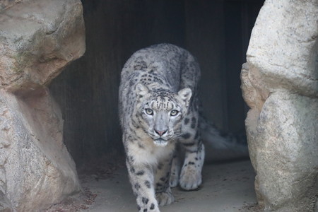 王子動物園33