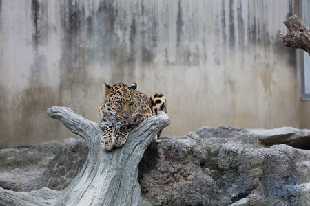 王子動物園2