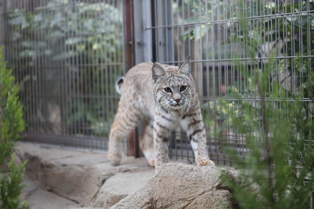 王子動物園6