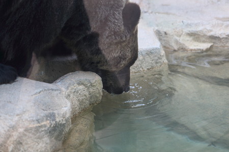 王子動物園7