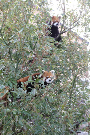 レッサーパンダ8