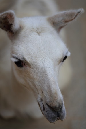 王子動物園8