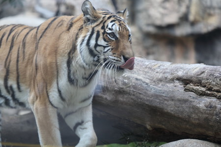 王子動物園10