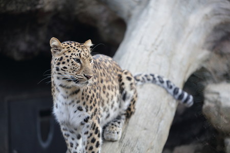 王子動物園15