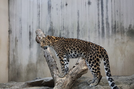 王子動物園17