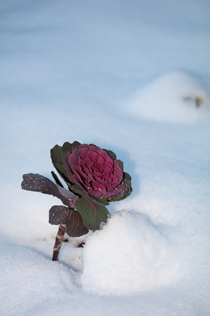 雪景色11