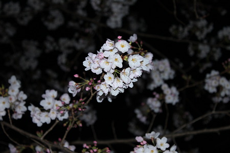 2010.04.04 夜桜(2/3)