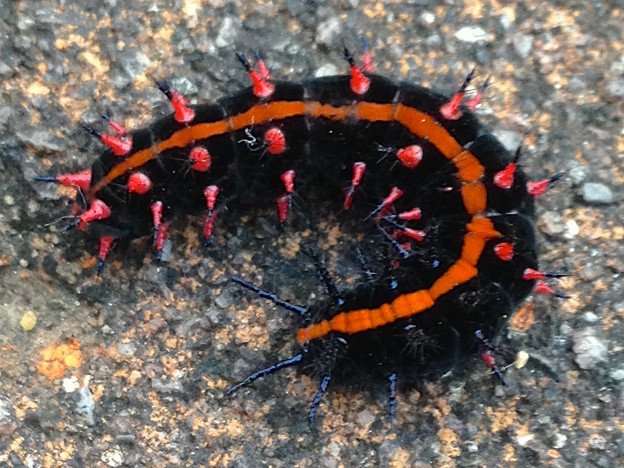 道端にいた グロテスクな刺の生えた芋虫 2 写真共有サイト フォト蔵