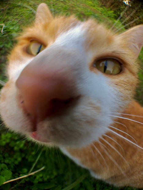 広角レンズで撮影した猫