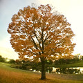 Photos: 広角レンズ付けて撮影した紅葉した木 - 1