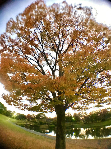 広角レンズ付けて撮影した紅葉した木 - 3