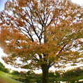 Photos: 広角レンズ付けて撮影した紅葉した木 - 3