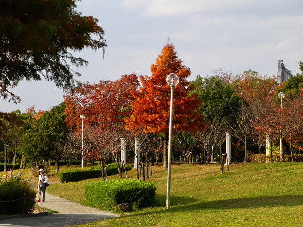 落合公園の紅葉 - 14