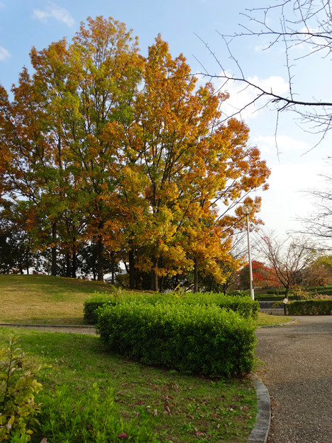 落合公園の紅葉 - 25