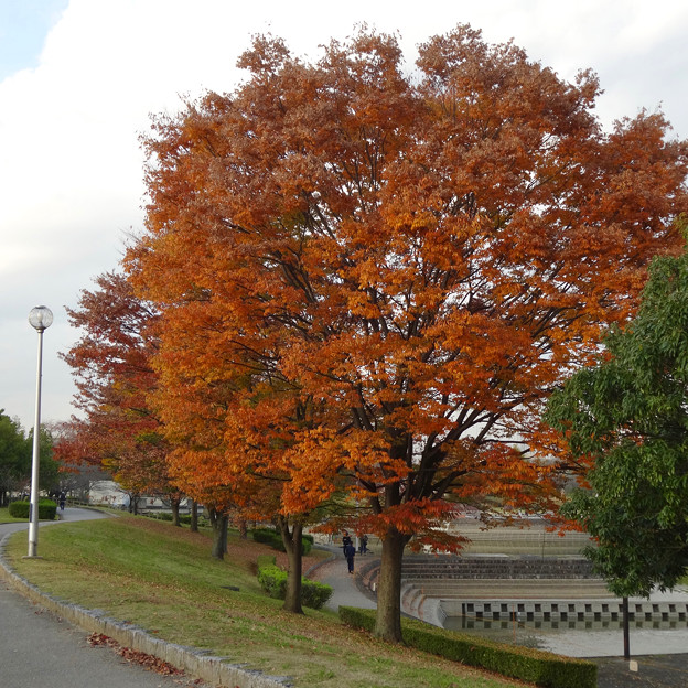 落合公園の紅葉 - 30