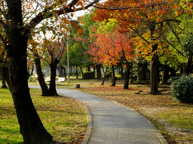 落合公園の紅葉 - 41