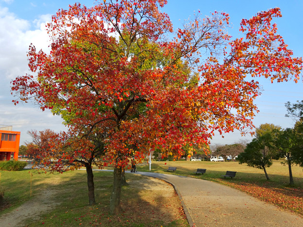 落合公園の紅葉 - 54