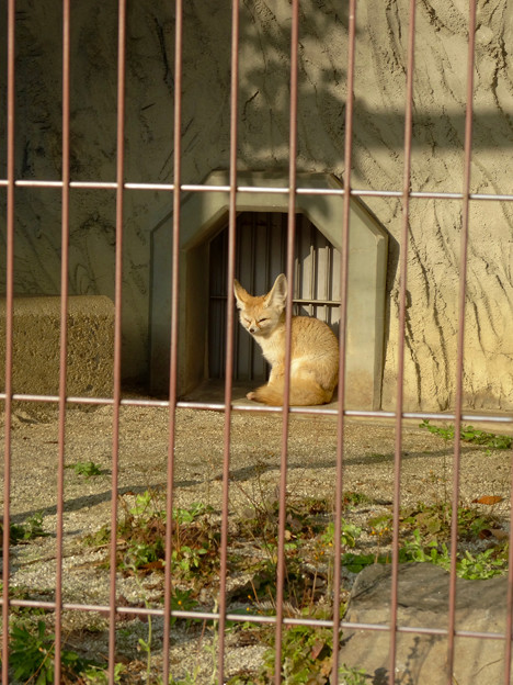 東山動植物園：眠たそうだったフェネック - 2
