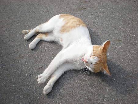 路地にいた野良猫
