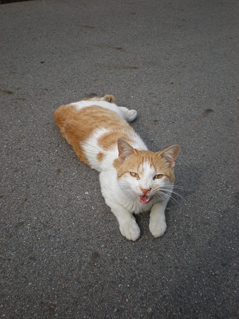 路地にいた野良猫