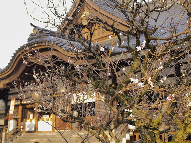 尾山神社　キクザクラ