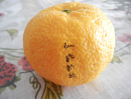 柚子貰えた(≧∇≦)ノ彡