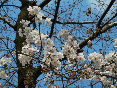 29日の桜