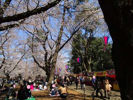 4/4、大宮公園の桜