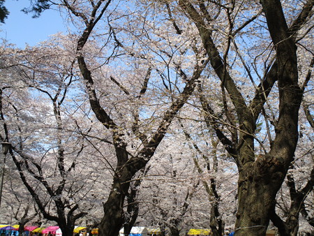 4/4、大宮公園の桜