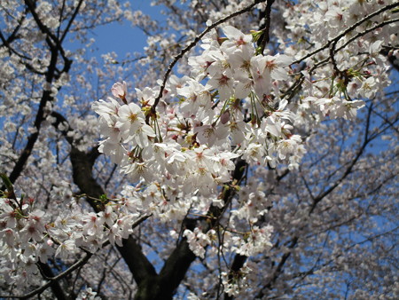 4/4、大宮公園の桜