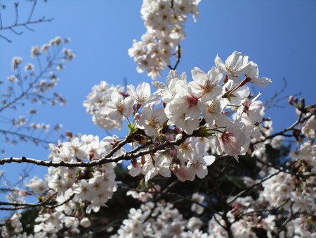 4/4、大宮公園の桜