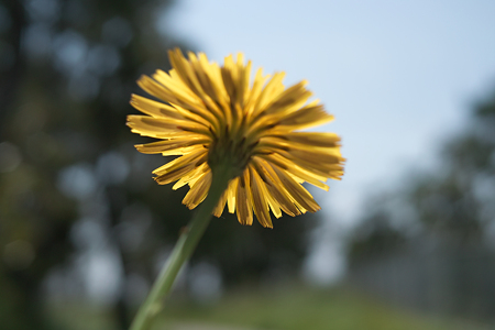flower05252011dp2-01