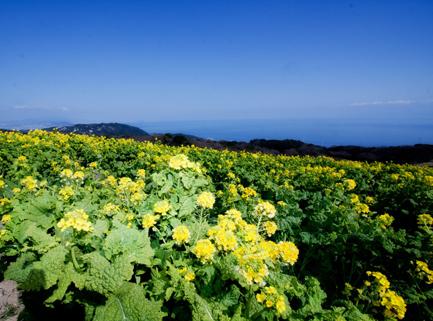 淡路島 菜の花畑 写真共有サイト フォト蔵