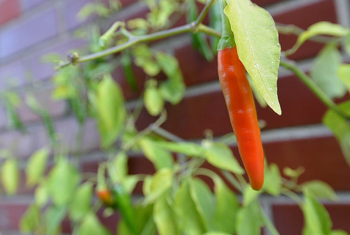 resize1068 写真: resize1068