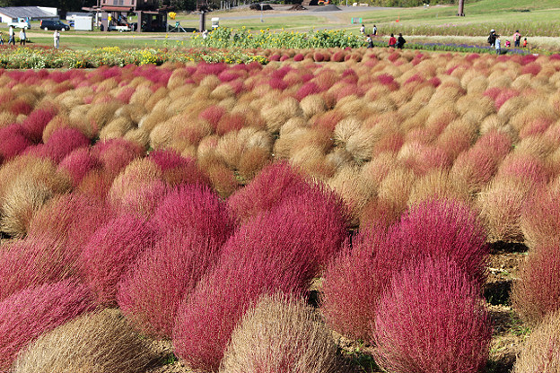 resize13726 写真: resize13726